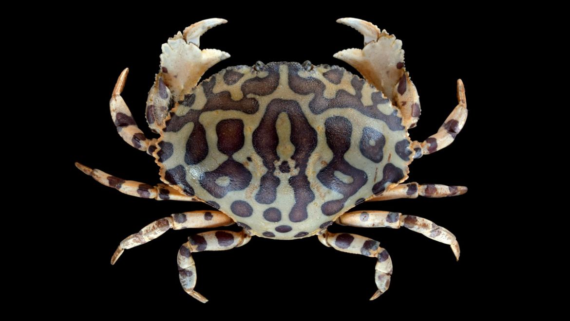 Hepatus epheliticus