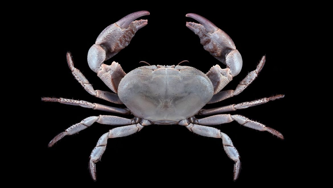 Bythograea thermydron