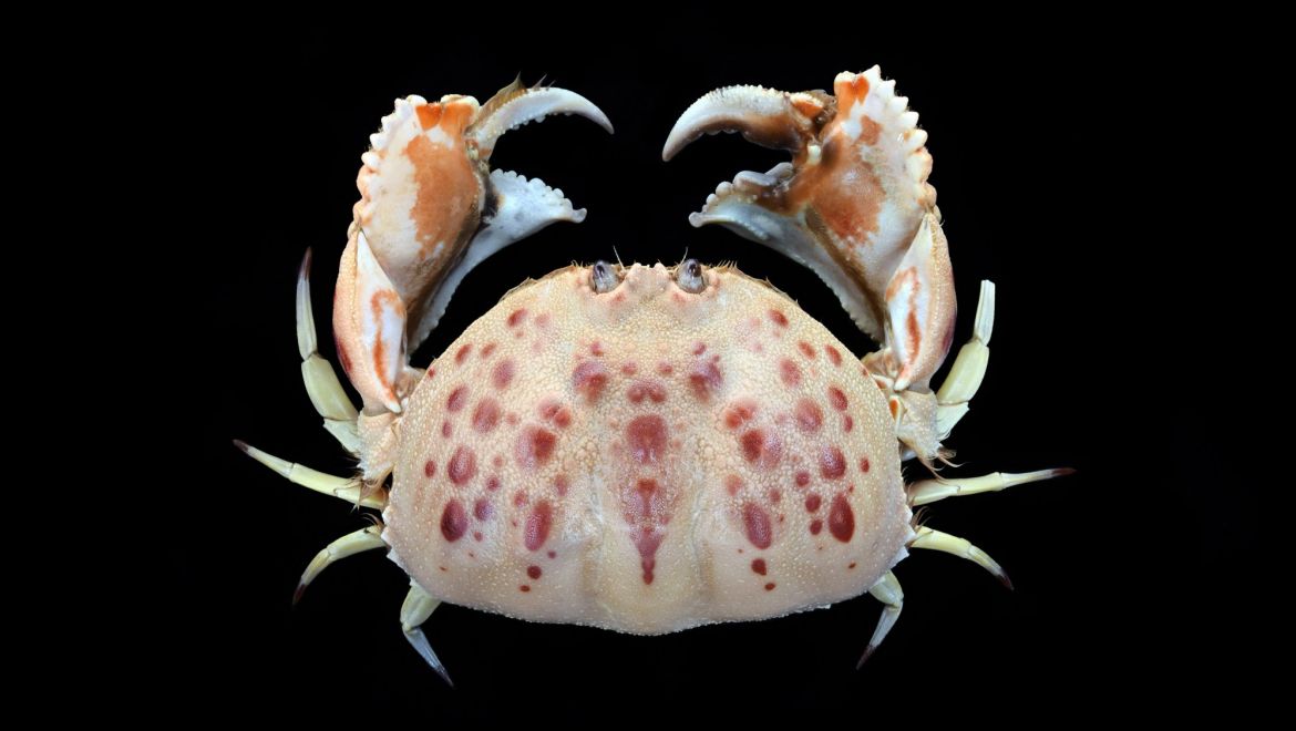 Calappa granulata