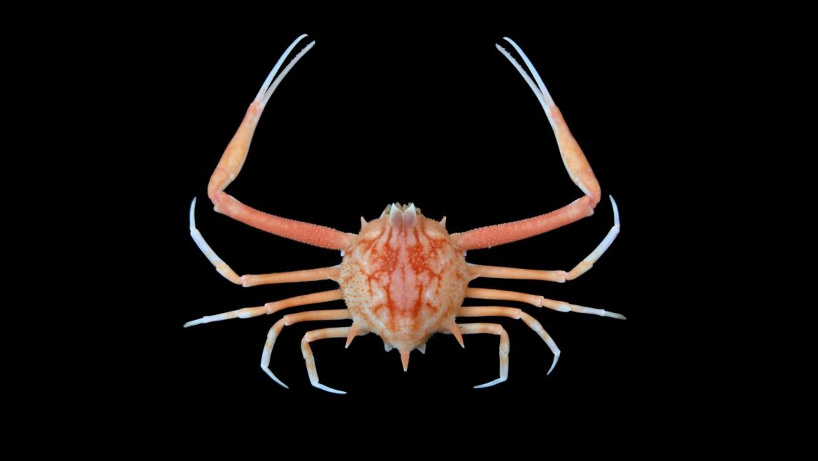 Arcania novemspinosa