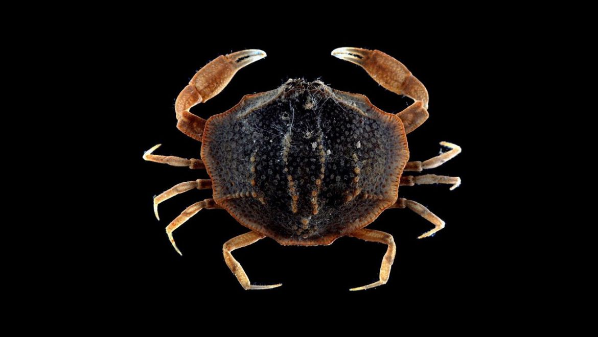 Praosia punctata