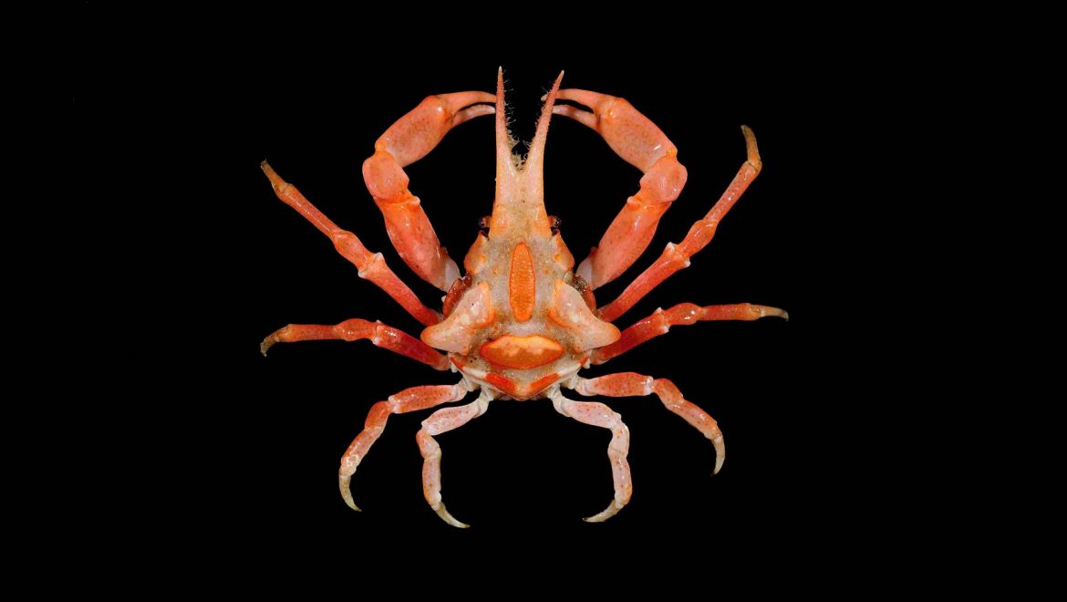 Oxypleurodon stimpsoni