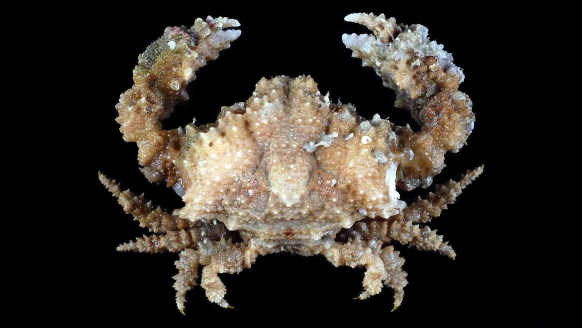 Olenorfia cariei