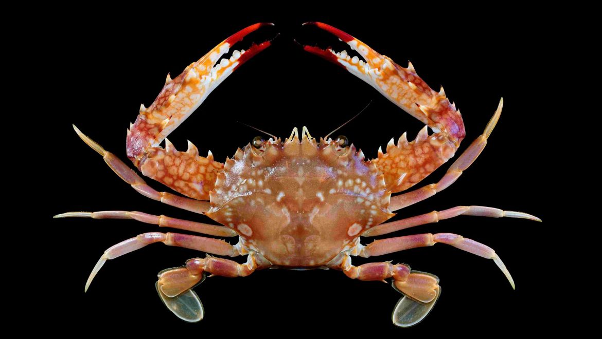 Charybdis riversandersoni