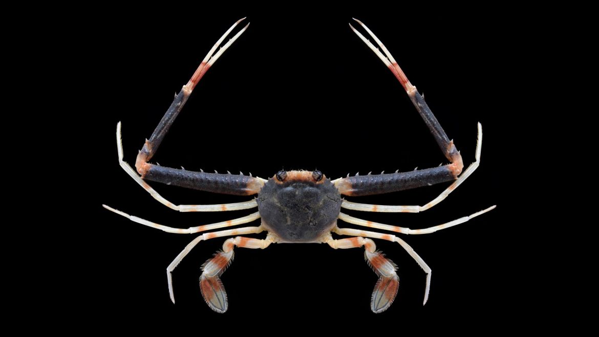 Lupocyclus philippinensis