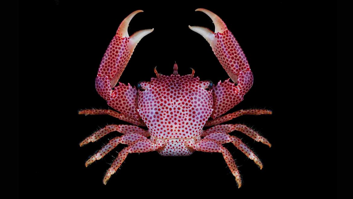 Trapezia rufopunctata