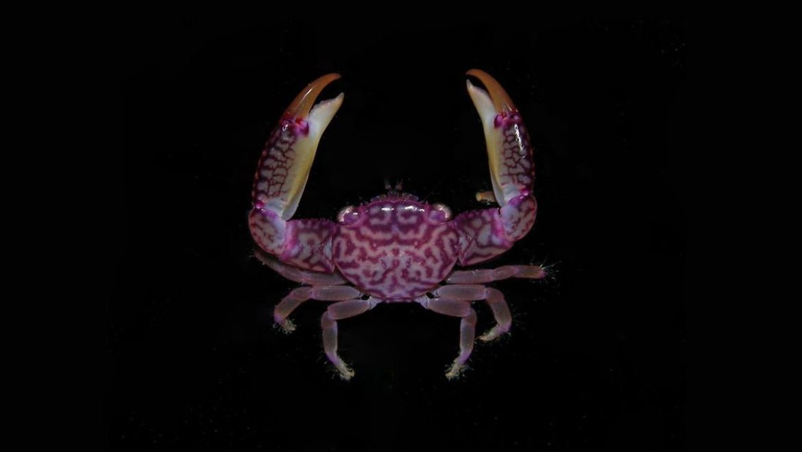 Trapezia speciosa