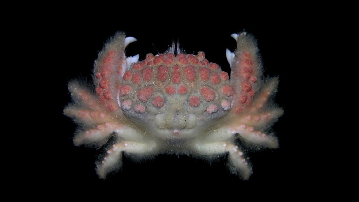 Banareia palmeri
