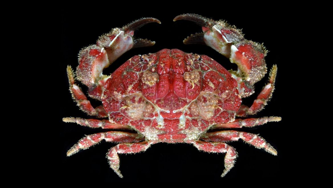 Hypocolpus haanii