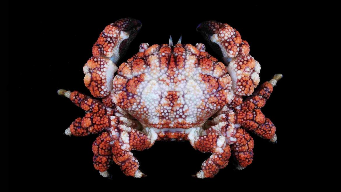 Pseudoliomera speciosa