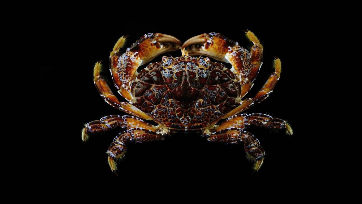 Zosimus aeneus
