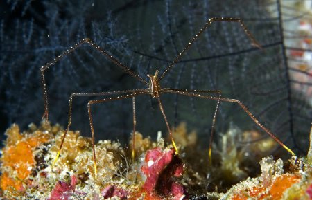 Chirostylus sandyi, Andrey Ryanskiy