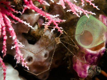 Chirostylus sandyi, Andrey Ryanskiy