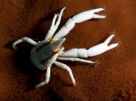 Allogalathea babai, Andrey Ryanskiy