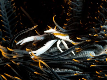 Allogalathea babai, Andrey Ryanskiy