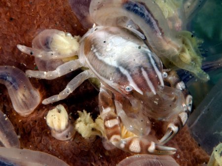 Porcellanella haigae, Andrey Ryanskiy