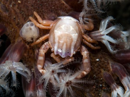 Porcellanella haigae, Andrey Ryanskiy
