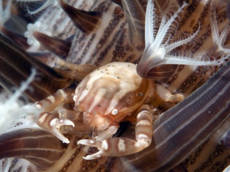 Porcellanella haigae, Andrey Ryanskiy