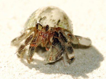 Coenobita rugosus, Andrey Ryanskiy