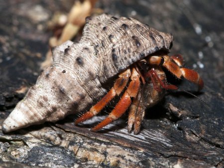 Coenobita violascens, Andrey Ryanskiy