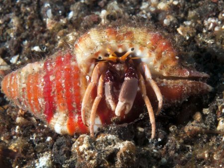 Calcinus fuscus, Andrey Ryanskiy