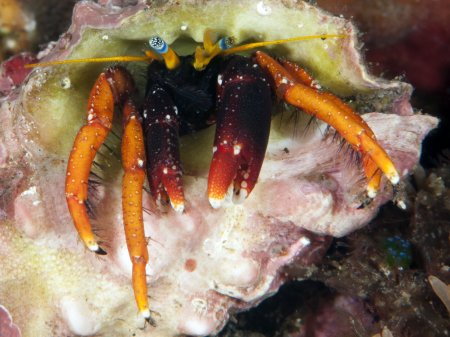 Calcinus gaimardii, Andrey Ryanskiy