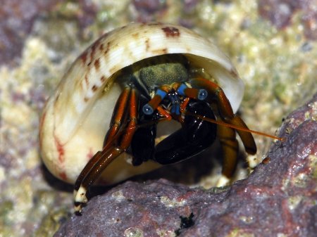 Calcinus laevimanus, Andrey Ryanskiy