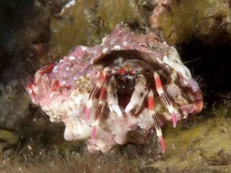 Calcinus lineapropodus, Andrey Ryanskiy