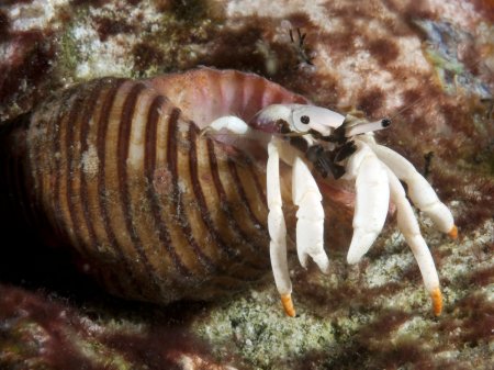 Calcinus minutus, Andrey Ryanskiy