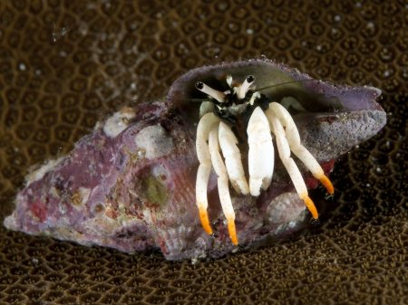 Calcinus minutus, Andrey Ryanskiy