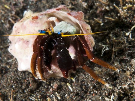 Calcinus morgani, Andrey Ryanskiy