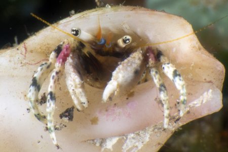 Calcinus pulcher, Andrey Ryanskiy