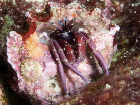Calcinus rosaceus, Andrey Ryanskiy