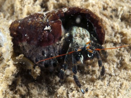 Clibanarius humilis, Andrey Ryanskiy