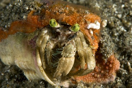 Dardanus deformis, Andrey Ryanskiy