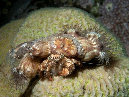 Dardanus deformis, Andrey Ryanskiy