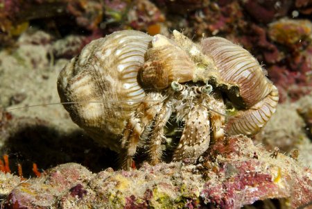 Dardanus deformis, Andrey Ryanskiy