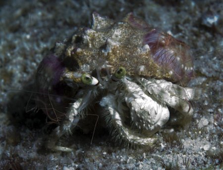 Dardanus deformis, Andrey Ryanskiy