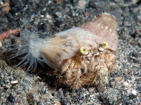 Dardanus deformis, Andrey Ryanskiy