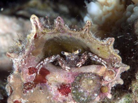 Dardanus lagopodes, Andrey Ryanskiy