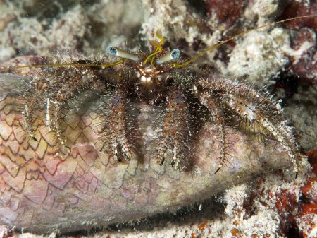 Dardanus lagopodes, Andrey Ryanskiy