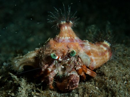 Dardanus pedunculatus, Andrey Ryanskiy