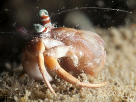Dardanus pedunculatus, Andrey Ryanskiy