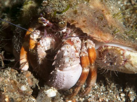 Dardanus pedunculatus, Andrey Ryanskiy