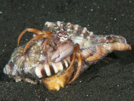 Dardanus pedunculatus, Andrey Ryanskiy