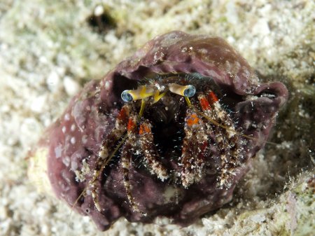 Dardanus sanguinocarpus, Andrey Ryanskiy