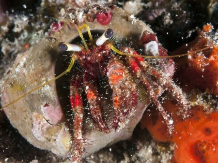 Dardanus sanguinocarpus, Andrey Ryanskiy