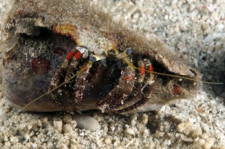 Dardanus sanguinocarpus, Andrey Ryanskiy