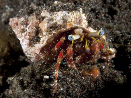 Dardanus sanguinocarpus, Andrey Ryanskiy