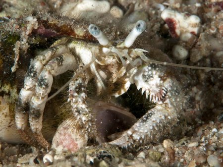 Dardanus woodmasoni, Andrey Ryanskiy